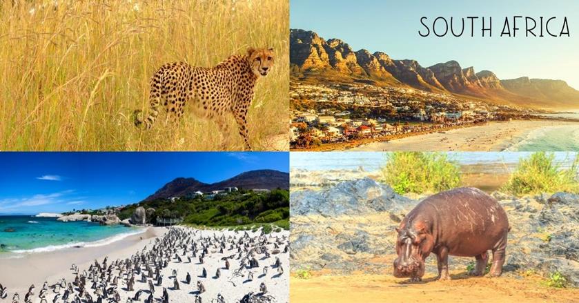 rhinoceros, cheetah, penguina, cape town, south africa