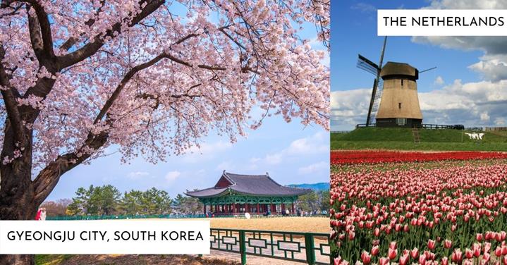 2 images - cherry blossoms in south korea and tulips field in NEtherlands - WHERE TO GO TRAVELLING FOR 3 WEEKS HOLIDAY