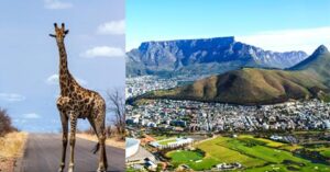 2 images of South Africa - a giraffe standing on a road and table mountain - 3 weeks in South Africa itinerary