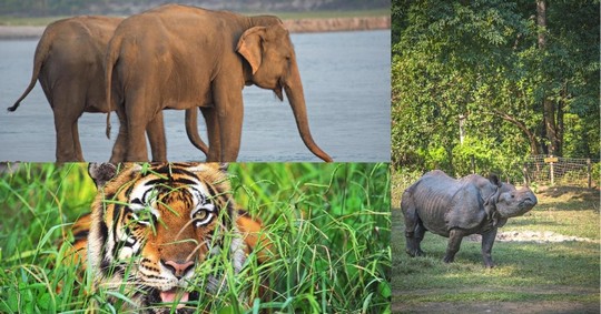 2 elephant, rhinoceros, bengal tiger - 3 weeks in nepal itinerary (4)
