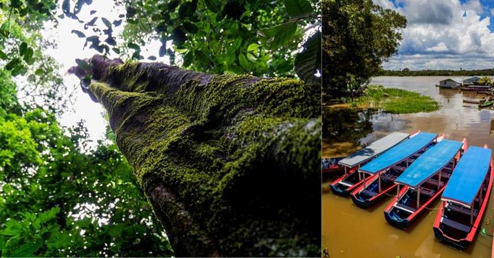 tall tree, boats on amazon river - 3 weeks in Brazil itinerary