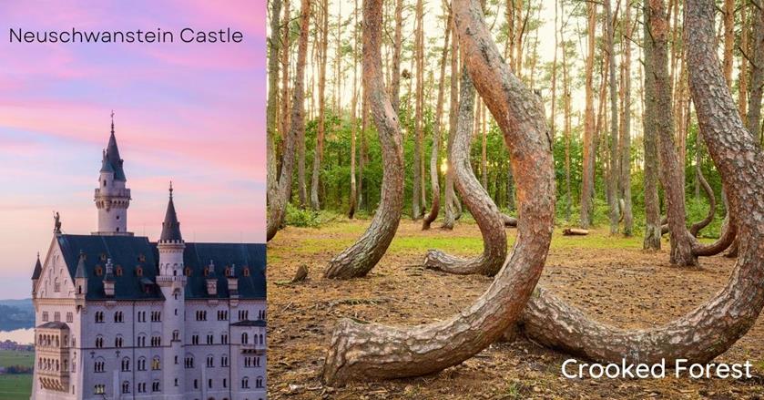 2 images - trees with bent trunks and Neuschwanstein castle - 3-Weeks in Central Europe Itinerary