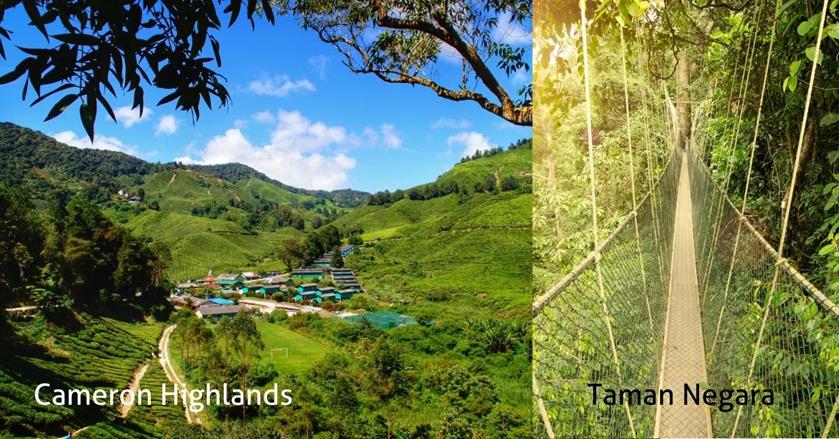 2 images - a hanging bridge with trees around, green fields - 3-Weeks in Malaysia Itinerary