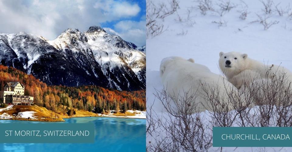 2 images, on the left is a view of St Moritz snow mountain in Switzerland, on the right, two polar bears lying on the snow - Best 3-Weeks Winter Destinations