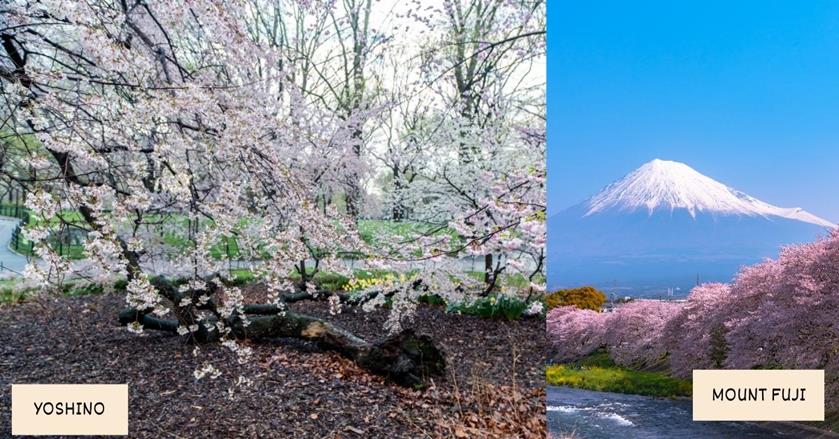 2 images - Yoshino cherry blossom trees and Mount Fuji in Japan - Best Spring Destinations for a 3-week Trip