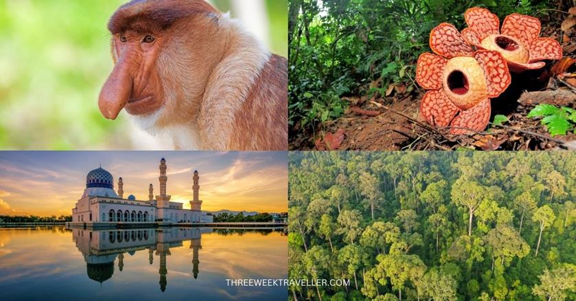 4 images - monkey, rafflesia flower, mosque, and a subtropical forest - 3 Weeks in Borneo Itinerary