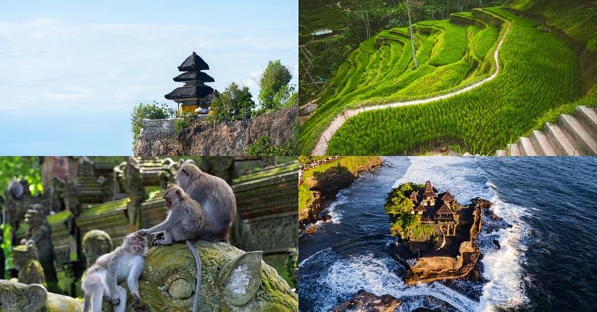 4 images - top left is the Uluwatu Temple. Top right is the rice terraces in Bali. Bottom right is the Tanah Lot. Bottom left are the monkeys in Monkey Forest in Ubud - 3 Weeks in Bali Itinerary