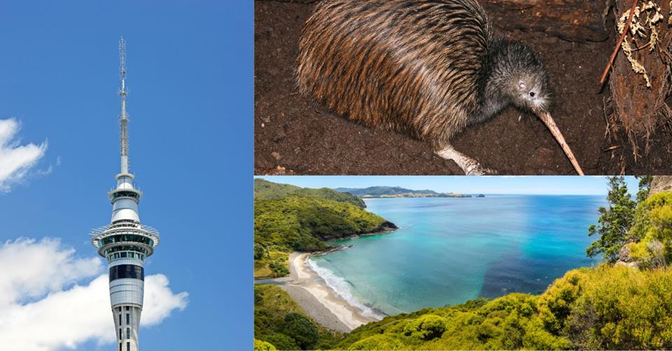 kiwi animal, sky tower, great barrier island - 3 weeks in new zealand