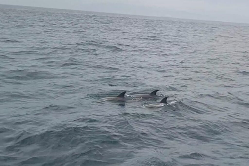 Dolphin Spotting in the bay of Gibraltar
