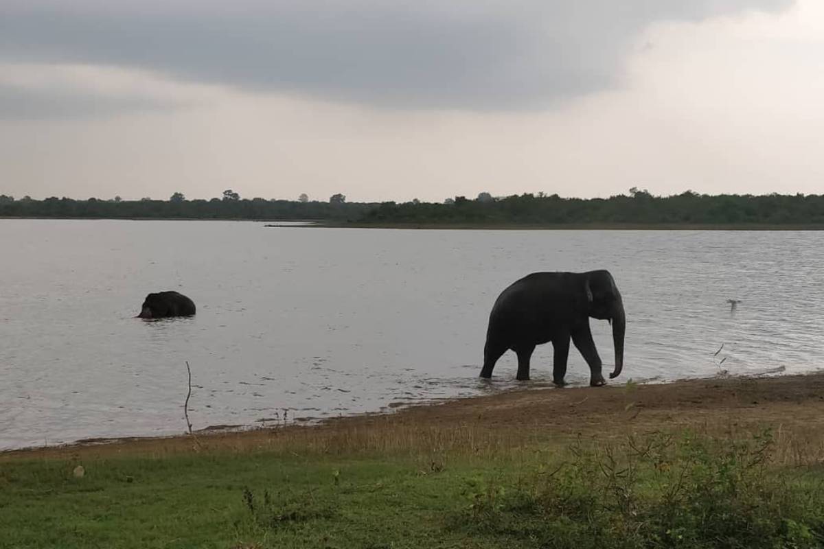 Watching elephants on safari in Sri Lanka