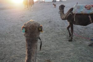 best way to spend 3 days in Marrakech for couples and solo travellers