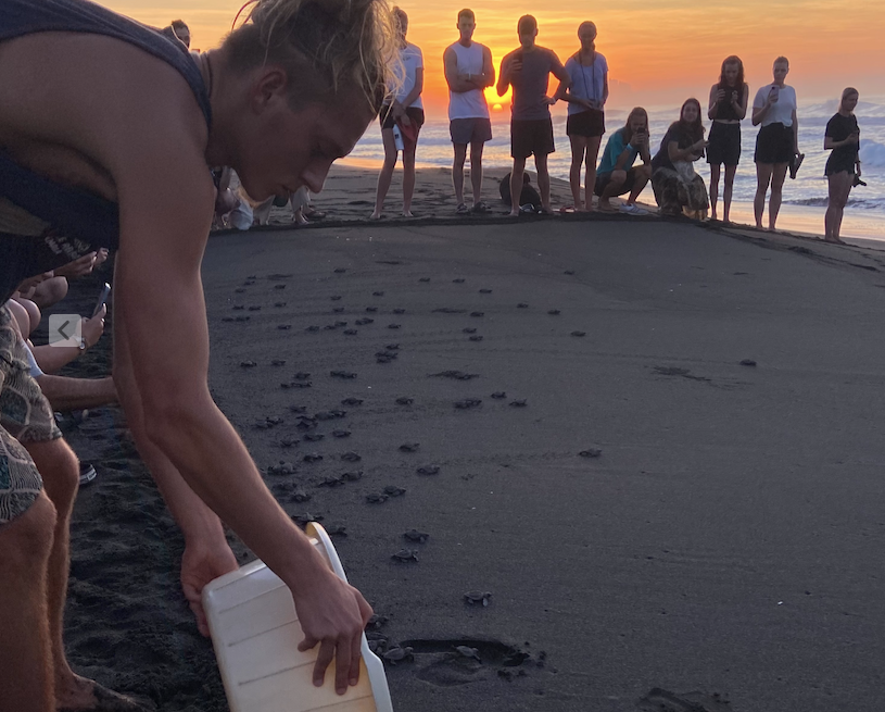 The turtle release at El Paredon