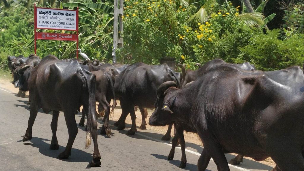 3 Days In Sri Lanka Itinerary - How To Do It In 72 Hours 6