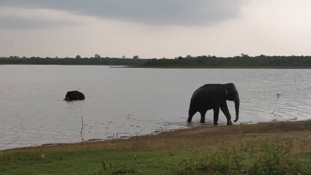 Udawalawe National Park in Sri Lanka - 3 days in Sri Lanka itinerary